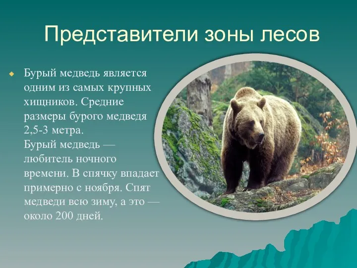 Представители зоны лесов Бурый медведь является одним из самых крупных хищников. Средние размеры