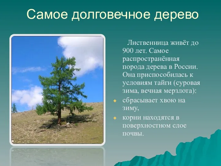 Самое долговечное дерево Лиственница живёт до 900 лет. Самое распространённая порода дерева в