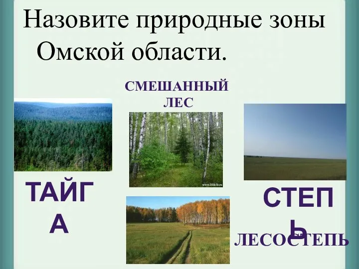 Назовите природные зоны Омской области.