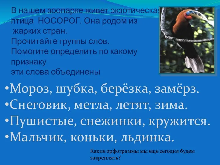 В нашем зоопарке живет экзотическая птица НОСОРОГ. Она родом из