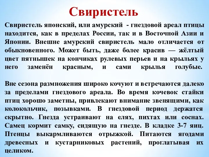 Свиристель японский, или амурский - гнездовой ареал птицы находится, как