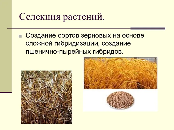 Селекция растений. Создание сортов зерновых на основе сложной гибридизации, создание пшенично-пырейных гибридов.