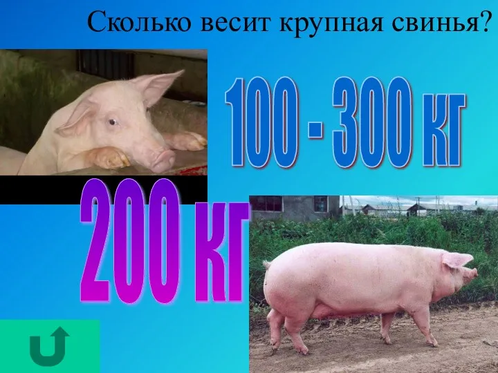 Сколько весит крупная свинья? 100 - 300 кг 200 кг