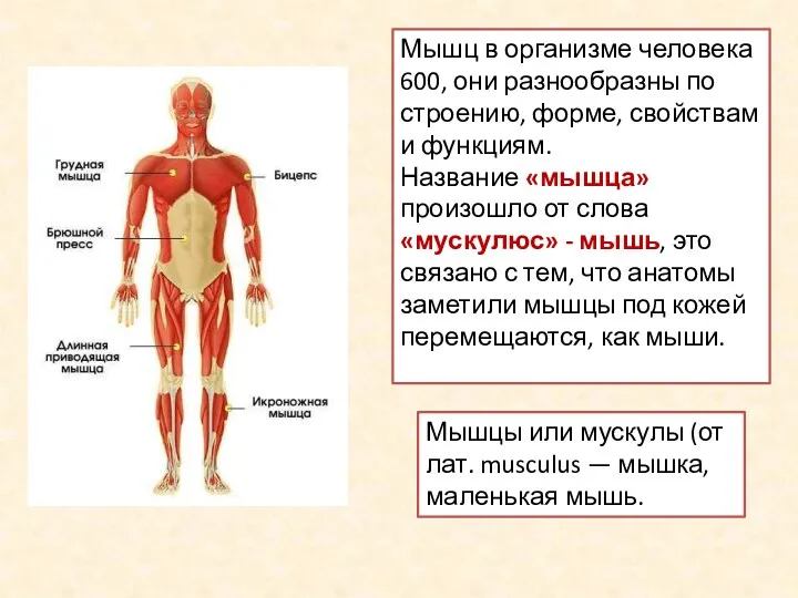 Мышцы или мускулы (от лат. musculus — мышка, маленькая мышь.