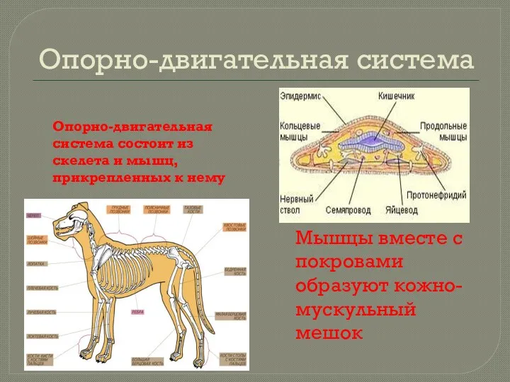 Опорно-двигательная система Опорно-двигательная система состоит из скелета и мышц, прикрепленных к нему Мышцы