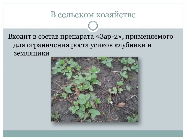В сельском хозяйстве Входит в состав препарата «Зар-2», применяемого для ограничения роста усиков клубники и земляники