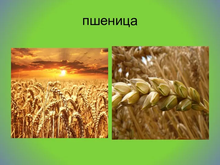 пшеница