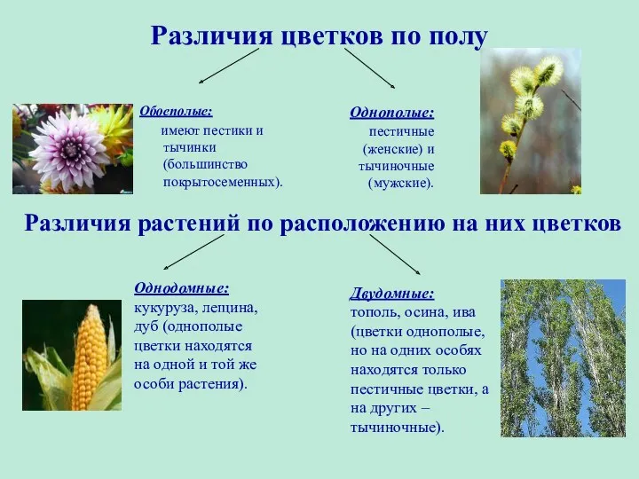Различия цветков по полу Обоеполые: имеют пестики и тычинки (большинство