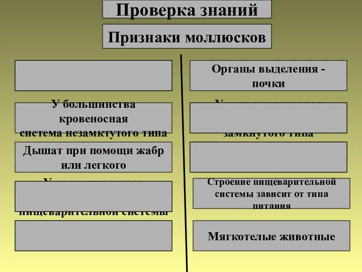 Проверка знаний Признаки моллюсков Органы выделения – метанефридии Органы выделения