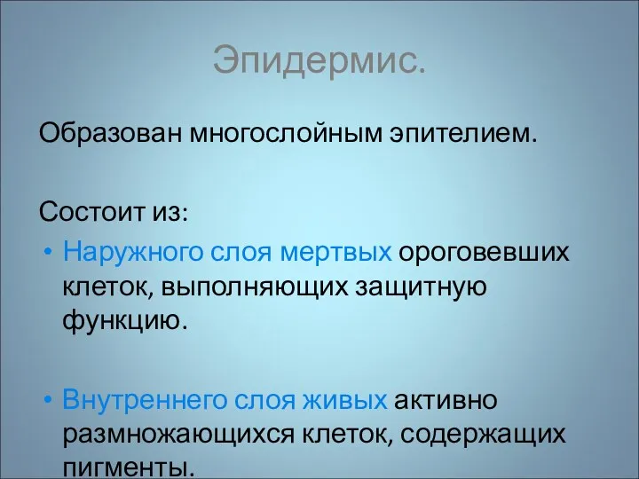 Эпидермис. Образован многослойным эпителием. Состоит из: Наружного слоя мертвых ороговевших