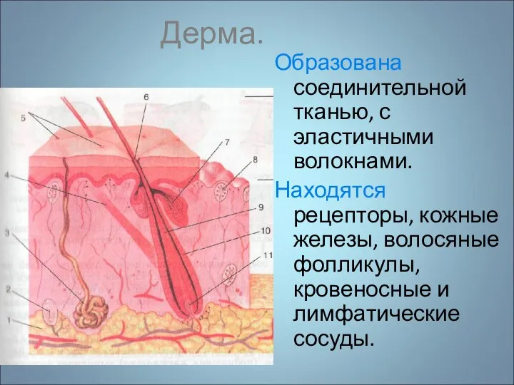 Дерма. Образована соединительной тканью, с эластичными волокнами. Находятся рецепторы, кожные