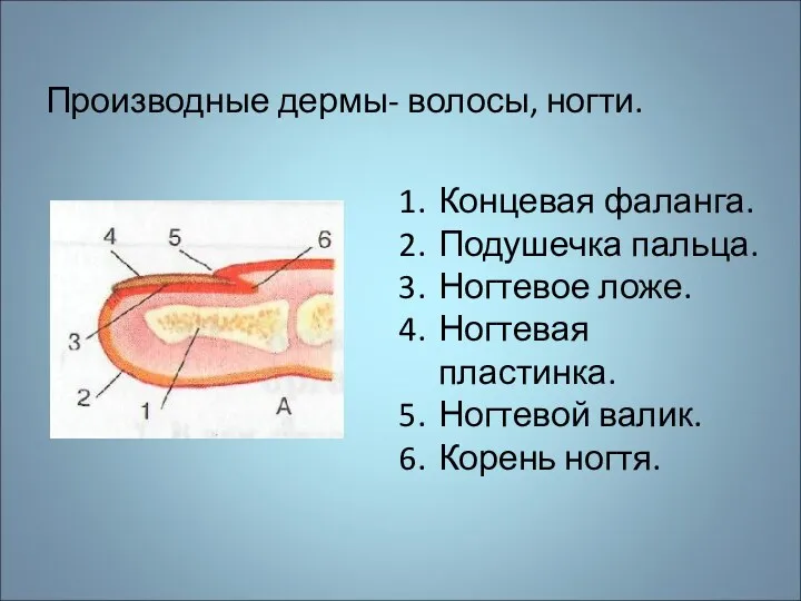 Производные дермы- волосы, ногти. Концевая фаланга. Подушечка пальца. Ногтевое ложе. Ногтевая пластинка. Ногтевой валик. Корень ногтя.