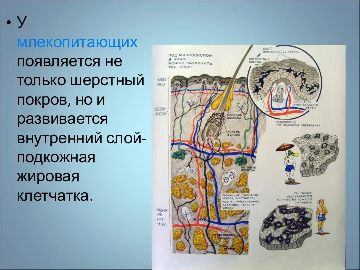 У млекопитающих появляется не только шерстный покров, но и развивается внутренний слой- подкожная жировая клетчатка.