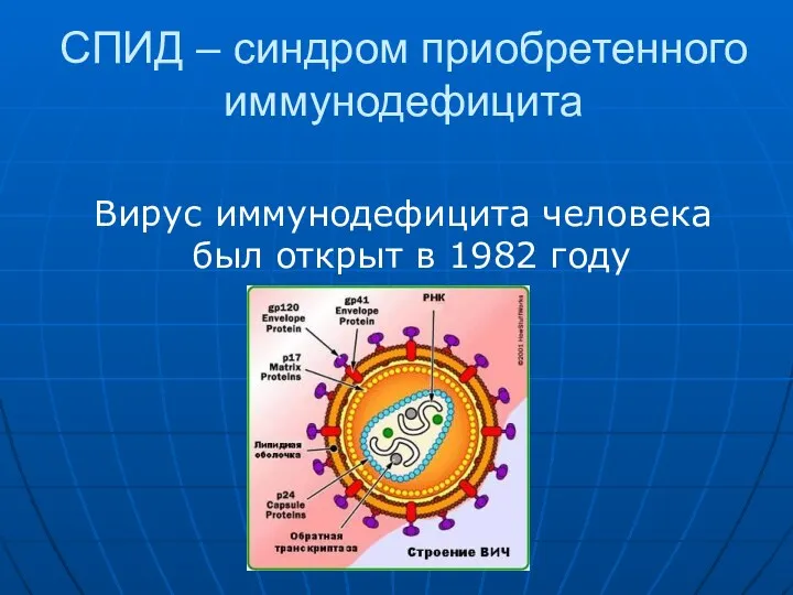 СПИД – синдром приобретенного иммунодефицита Вирус иммунодефицита человека был открыт в 1982 году