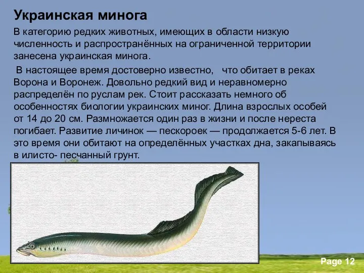Украинская минога В категорию редких животных, имеющих в области низкую численность и распространённых
