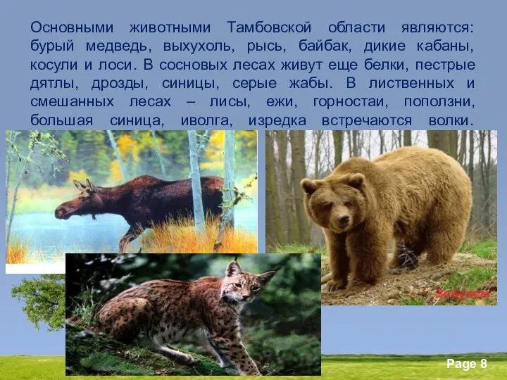 Основными животными Тамбовской области являются: бурый медведь, выхухоль, рысь, байбак, дикие кабаны, косули