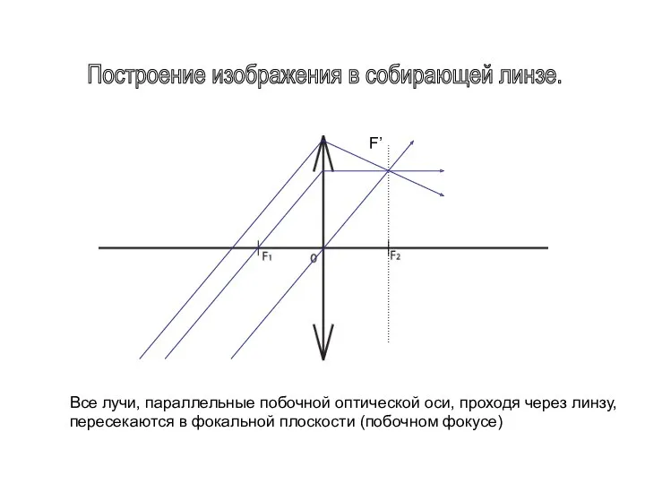 Построение изображения в собирающей линзе. F’ Все лучи, параллельные побочной