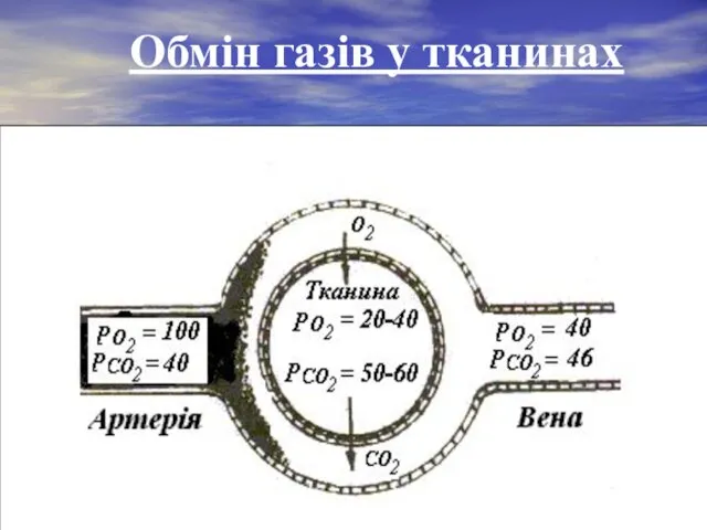 Обмін газів у тканинах