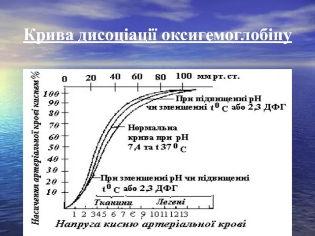 Крива дисоціації оксигемоглобіну