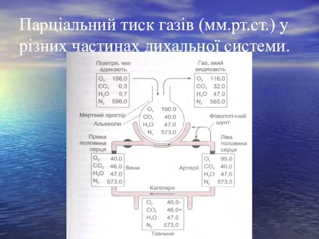 Парціальний тиск газів (мм.рт.ст.) у різних частинах дихальної системи.