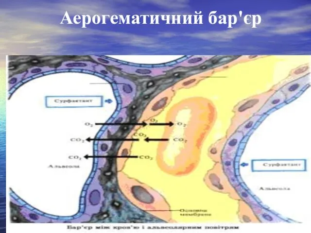 Аерогематичний бар'єр