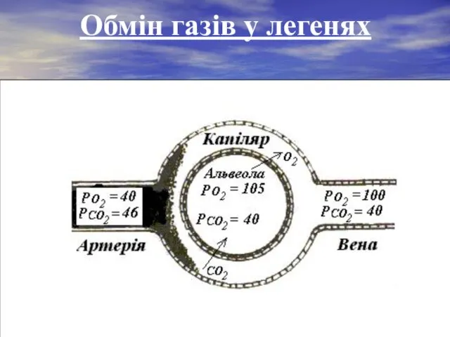 Обмін газів у легенях