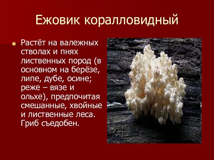 Ежовик коралловидный Растёт на валежных стволах и пнях лиственных пород