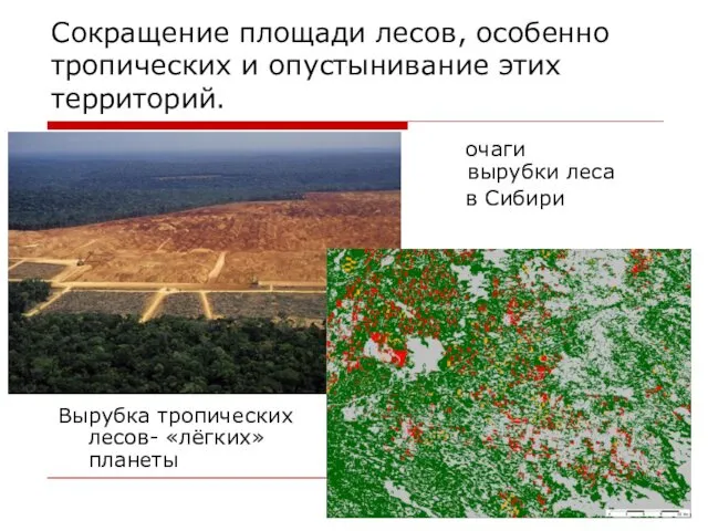 Сокращение площади лесов, особенно тропических и опустынивание этих территорий. Вырубка тропических лесов- «лёгких»