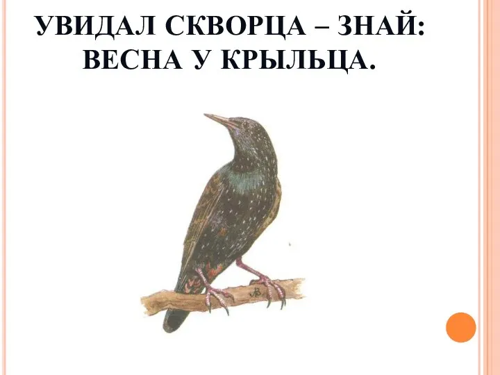 УВИДАЛ СКВОРЦА – ЗНАЙ: ВЕСНА У КРЫЛЬЦА.