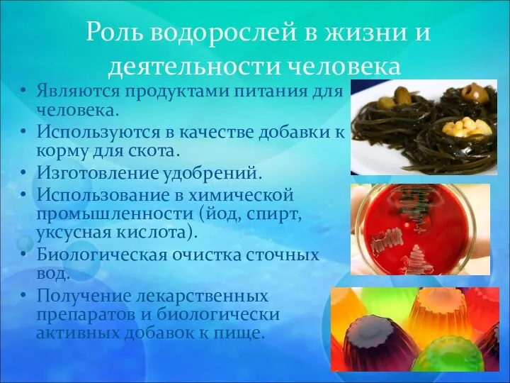 Роль водорослей в жизни и деятельности человека Являются продуктами питания