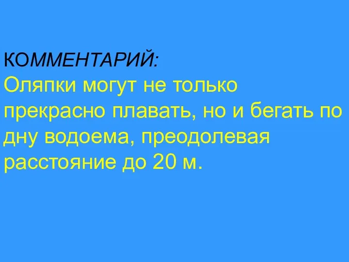 КОММЕНТАРИЙ: Оляпки могут не только прекрасно плавать, но и бегать