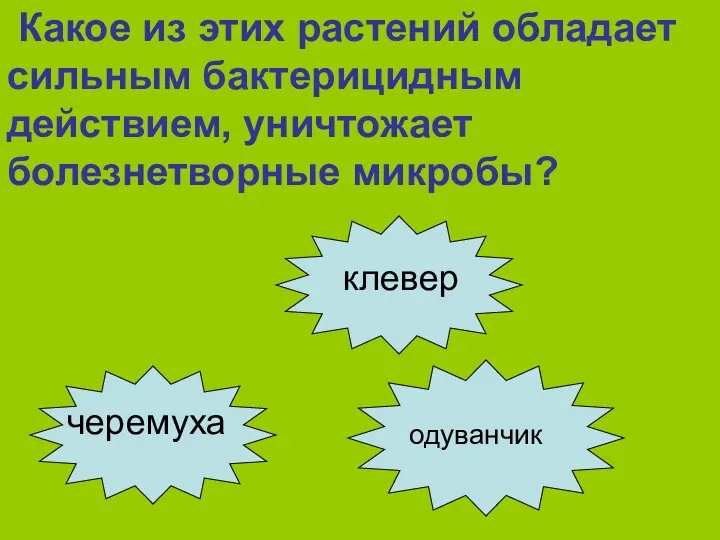 Какое из этих растений обладает сильным бактерицидным действием, уничтожает болезнетворные микробы? черемуха одуванчик клевер