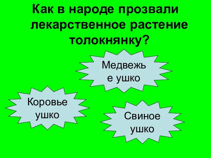 Как в народе прозвали лекарственное растение толокнянку? Коровье ушко Медвежье ушко Свиное ушко