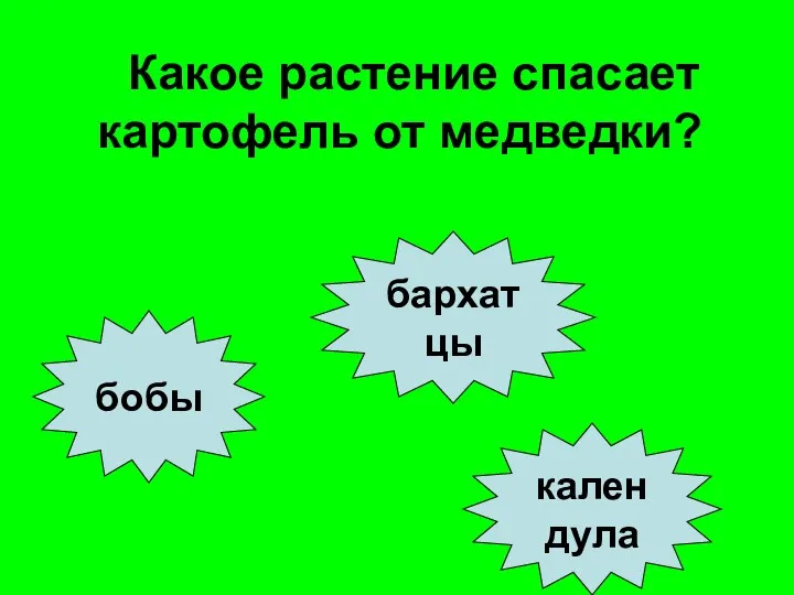 Какое растение спасает картофель от медведки? бобы бархатцы календула