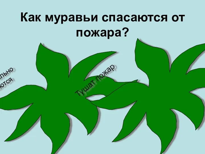 Как муравьи спасаются от пожара? Стремительно разбегаются Тушат пожар