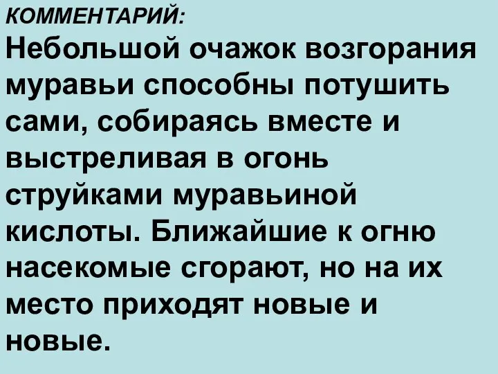 КОММЕНТАРИЙ: Небольшой очажок возгорания муравьи способны потушить сами, собираясь вместе