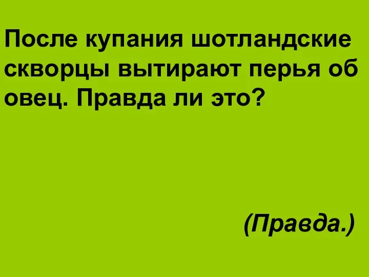 После купания шотландские скворцы вытирают перья об овец. Правда ли это? (Правда.)