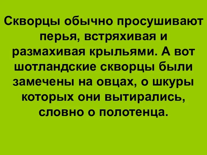 Скворцы обычно просушивают перья, встряхивая и размахивая крыльями. А вот