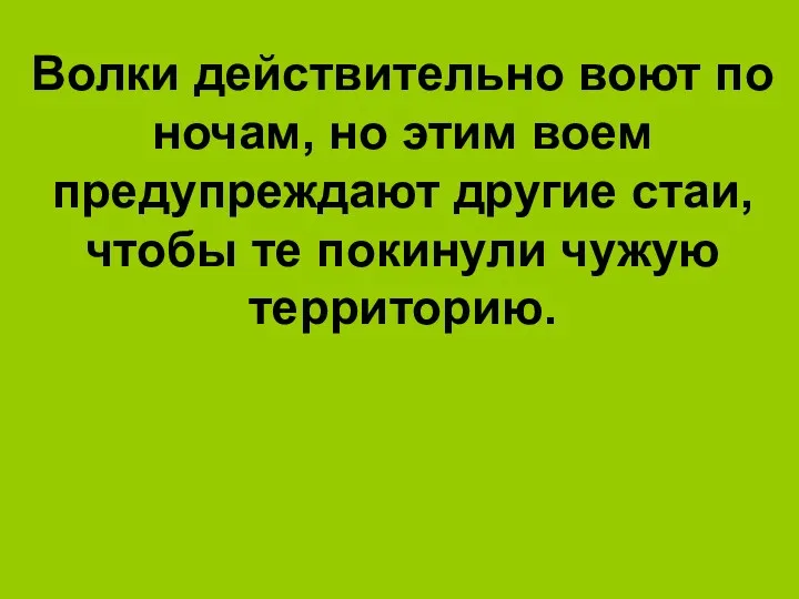 Волки действительно воют по ночам, но этим воем предупреждают другие стаи, чтобы те покинули чужую территорию.