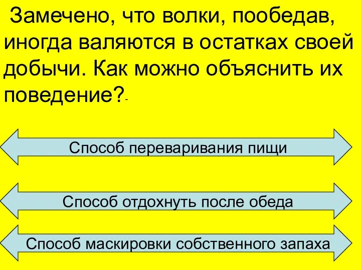 Замечено, что волки, пообедав, иногда валяются в остатках своей добычи.