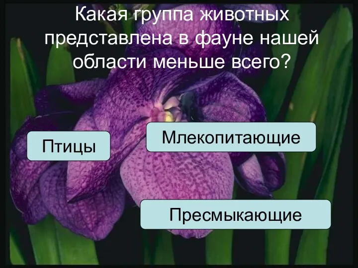 Какая группа животных представлена в фауне нашей области меньше всего? Птицы Млекопитающие Пресмыкающие