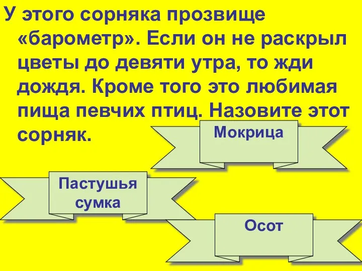 У этого сорняка прозвище «барометр». Если он не раскрыл цветы