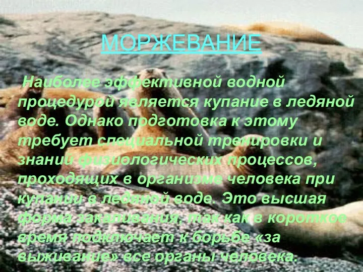 МОРЖЕВАНИЕ Наиболее эффективной водной процедурой является купание в ледяной воде.