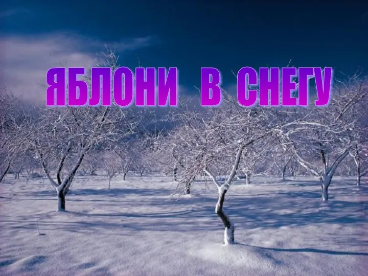 ЯБЛОНИ В СНЕГУ