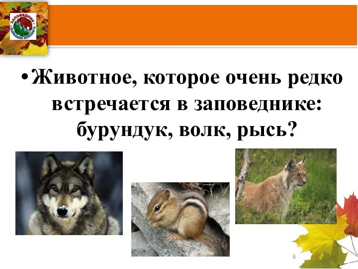 Животное, которое очень редко встречается в заповеднике: бурундук, волк, рысь?