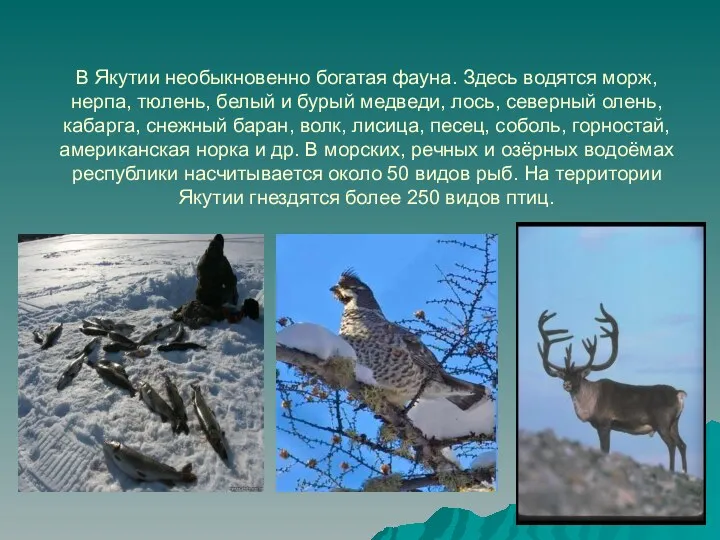 В Якутии необыкновенно богатая фауна. Здесь водятся морж, нерпа, тюлень, белый и бурый