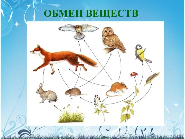 ОБМЕН ВЕЩЕСТВ