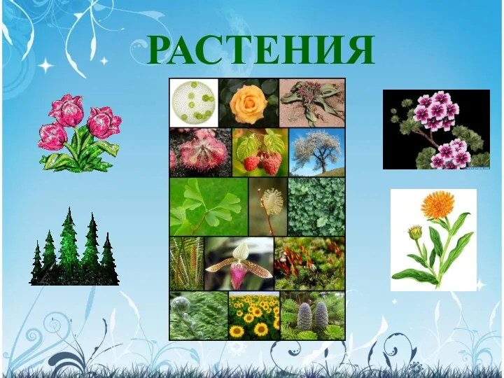 РАСТЕНИЯ