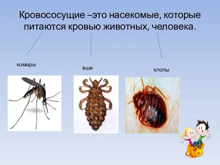 Кровососущие –это насекомые, которые питаются кровью животных, человека. комары вши клопы