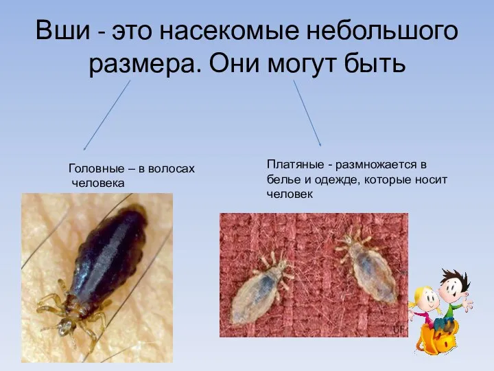 Вши - это насекомые небольшого размера. Они могут быть Головные